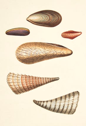 Item nr. 149973 Pl. 64. Mytilus. Conchology or Natural History of Shells. George Perry
