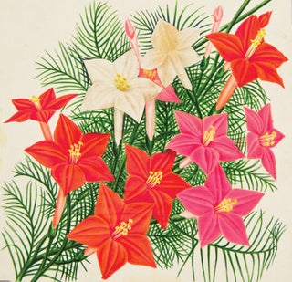 Item nr. 149974 Cypress Vine (Mixed Colors). American School