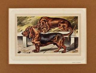 Item nr. 150129 Bassets Ardennais. Les Chiens, le Gibier et ses Ennemis. P. Mahler