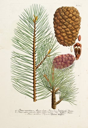 Item nr. 150206 Pinus Maritima Mugo. Phytanthoza iconographia, Johann Wilhelm Weinmann