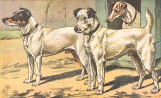Item nr. 150231 Fox Terrier. Les Chiens, le Gibier et ses Ennemis. P. Mahler