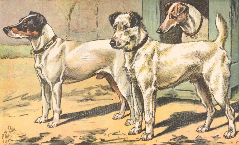 Item nr. 150231 Fox Terrier. Les Chiens, le Gibier et ses Ennemis. P. Mahler.