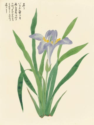 Item nr. 150269 Iris. Japanese School