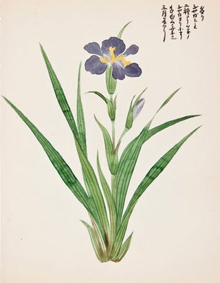 Iris.