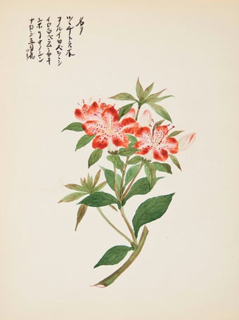 Item nr. 150280 Red Lily. Japanese School.
