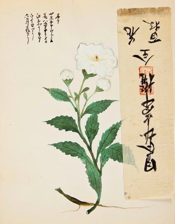 Item nr. 150281 White flower with additional rice paper strip. Japanese School.