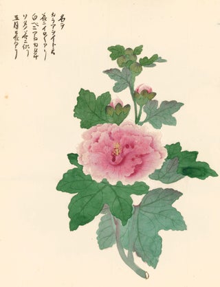 Item nr. 150282 Pink Flower. Japanese School