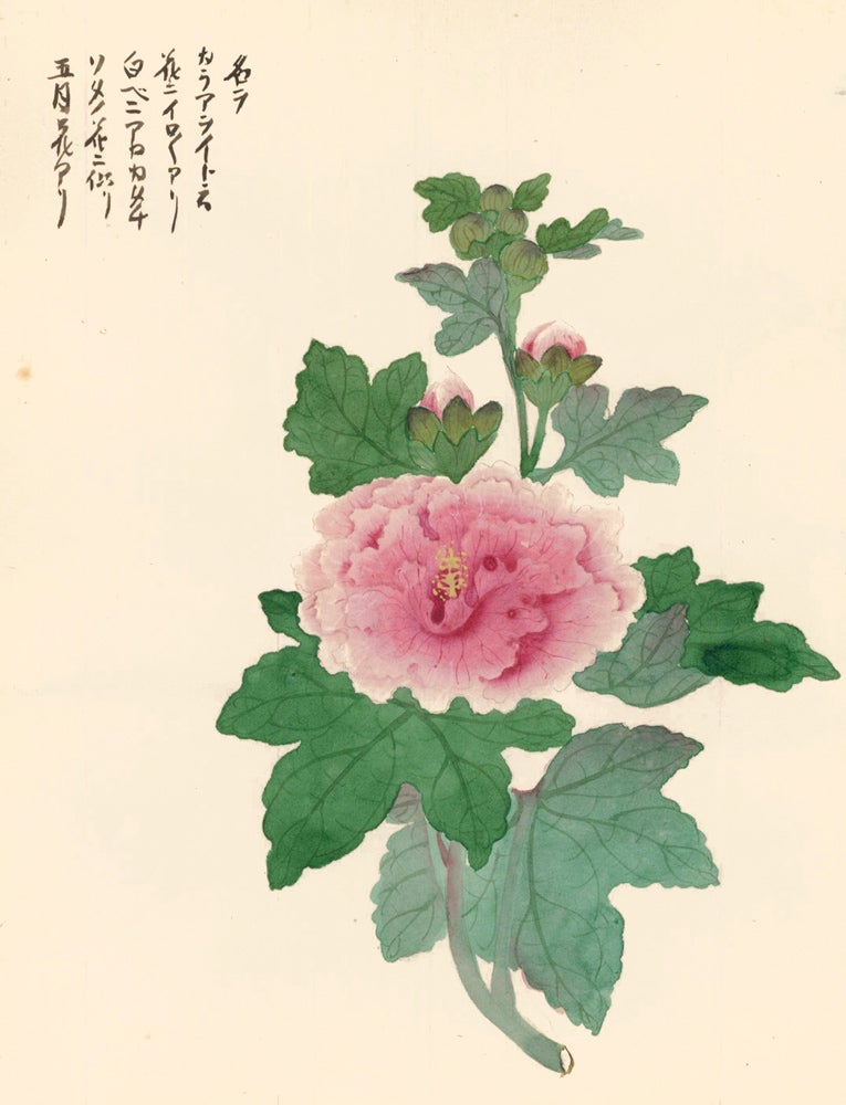Item nr. 150282 Pink Flower. Japanese School.