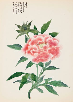 Item nr. 150284 Pink Flower. Japanese School