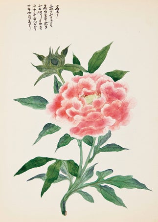 Item nr. 150284 Pink Flower. Japanese School.