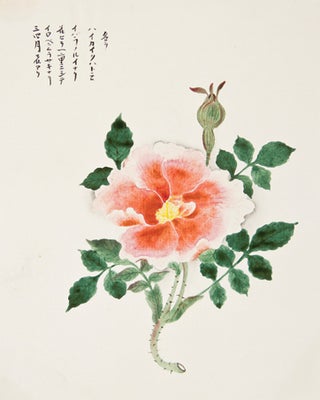 Item nr. 150286 Pink Flower. Japanese School