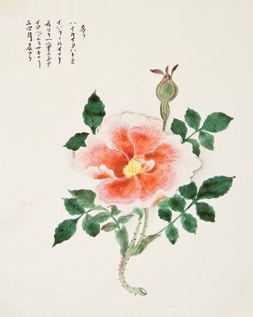 Item nr. 150286 Pink Flower. Japanese School.