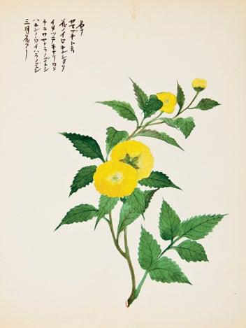 Item nr. 150287 Yellow Flowers. Japanese School.