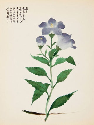 Purple Flowers.