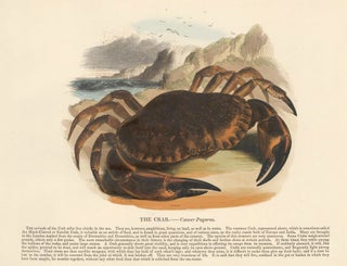 Item nr. 150485 The Crab. Plates Illustrative of Natural History. Josiah Wood Whymper