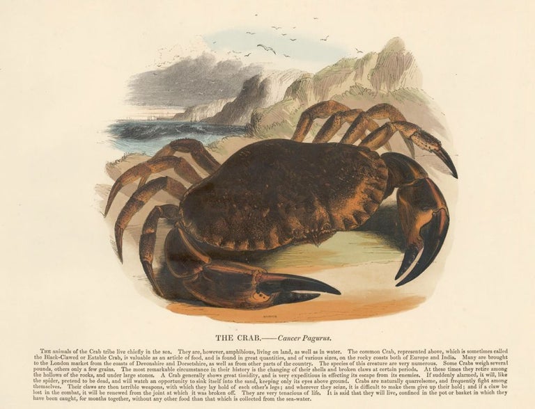 Item nr. 150485 The Crab. Plates Illustrative of Natural History. Josiah Wood Whymper.