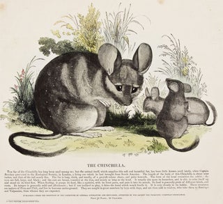 Item nr. 150487 The Chinchilla. Plates Illustrative of Natural History. Josiah Wood Whymper
