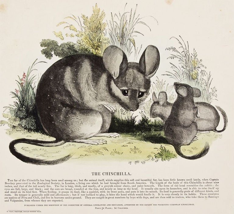 Item nr. 150487 The Chinchilla. Plates Illustrative of Natural History. Josiah Wood Whymper.