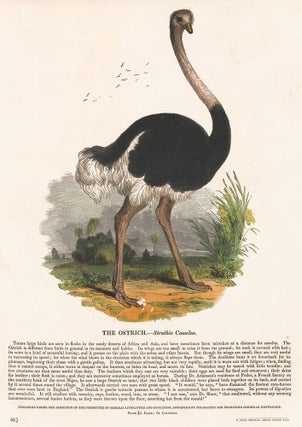 Item nr. 150489 The Ostrich. Plates Illustrative of Natural History. Josiah Wood Whymper