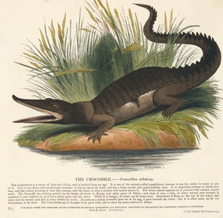 Item nr. 150490 The Crocodile. Plates Illustrative of Natural History. Josiah Wood Whymper