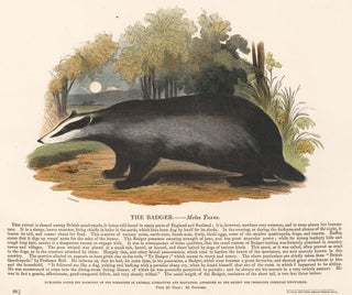 Item nr. 150497 The Badger. Plates Illustrative of Natural History. Josiah Wood Whymper