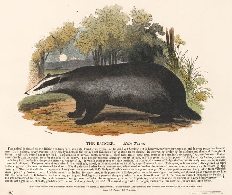 Item nr. 150497 The Badger. Plates Illustrative of Natural History. Josiah Wood Whymper.