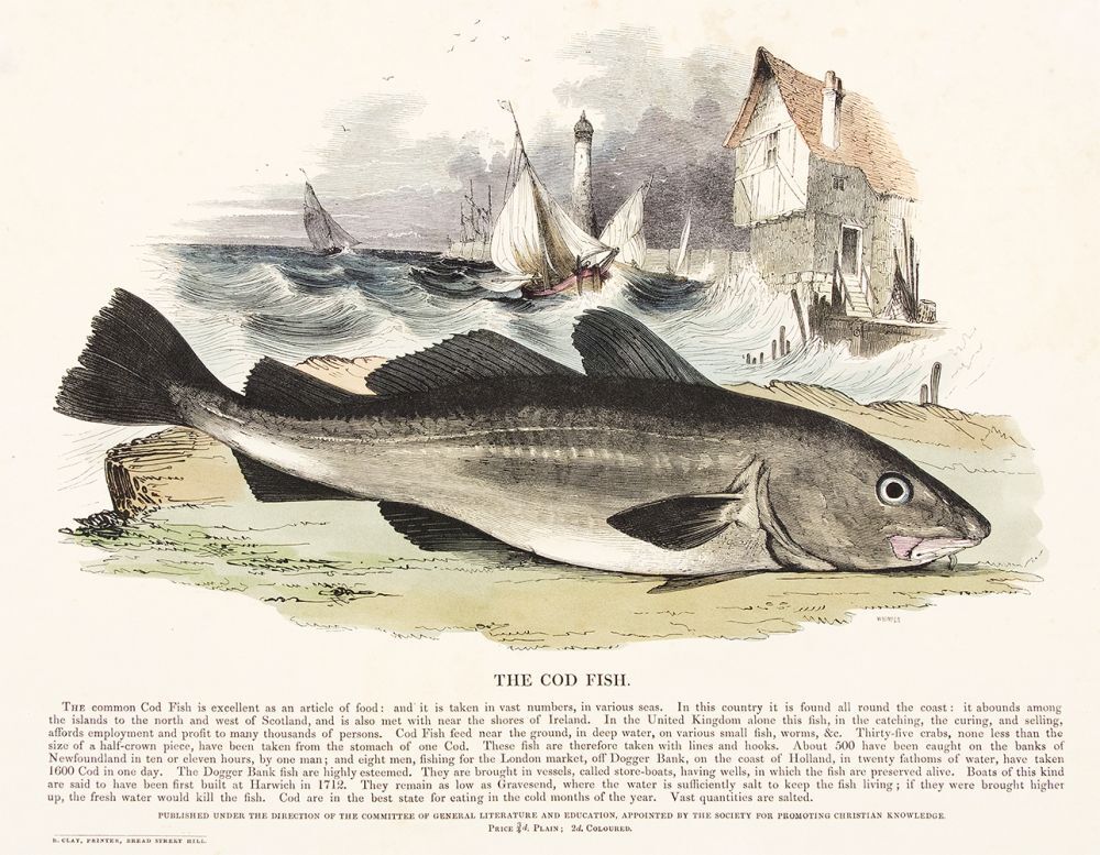 Cod Fish History The Cod Fish. Plates Illustrative of Natural History | Josiah Wood Whymper