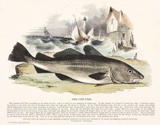 Item nr. 150498 The Cod Fish. Plates Illustrative of Natural History. Josiah Wood Whymper