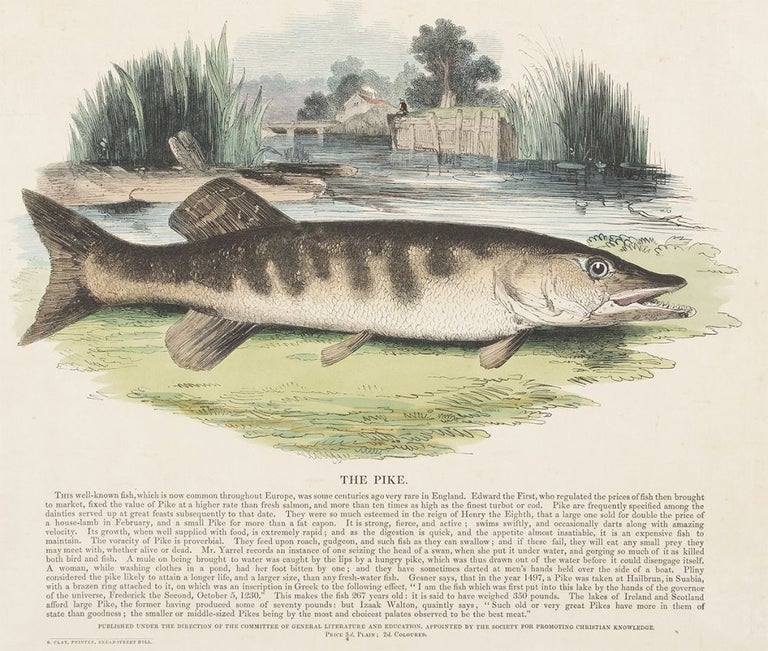 Item nr. 150499 The Pike. Plates Illustrative of Natural History. Josiah Wood Whymper.