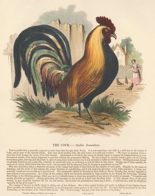 Item nr. 150501 The Cock. Plates Illustrative of Natural History. Josiah Wood Whymper