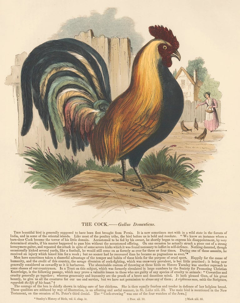 Item nr. 150501 The Cock. Plates Illustrative of Natural History. Josiah Wood Whymper.