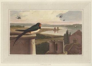Item nr. 150846 Swallow. Interesting Selections from Animated Nature. William Daniell