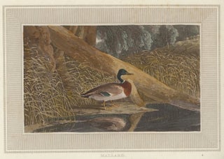 Item nr. 150862 Mallard. Interesting Selections from Animated Nature. William Daniell