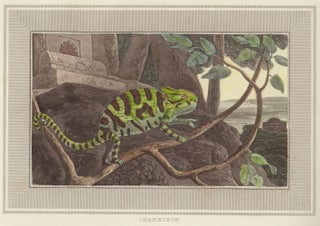 Item nr. 150863 Chamaeleon. Interesting Selections from Animated Nature. William Daniell