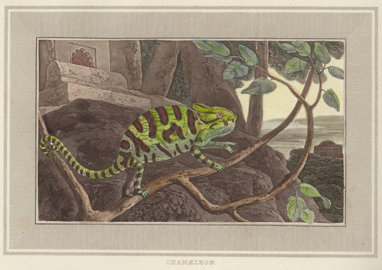 Item nr. 150863 Chamaeleon. Interesting Selections from Animated Nature. William Daniell.