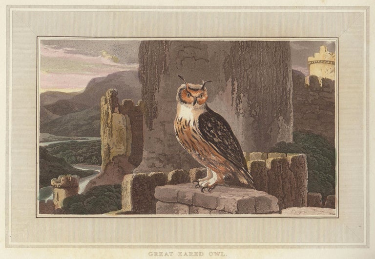 Item nr. 150867 Great Eared Owl. Interesting Selections from Animated Nature. William Daniell.