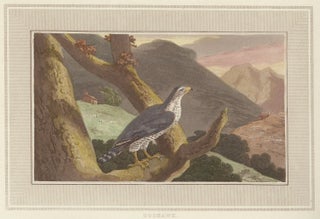 Item nr. 150884 Goshawk. Interesting Selections from Animated Nature. William Daniell