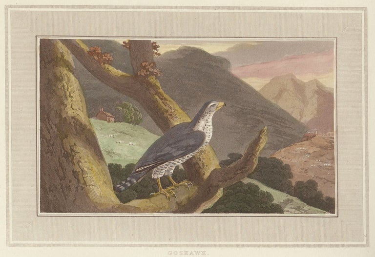 Item nr. 150884 Goshawk. Interesting Selections from Animated Nature. William Daniell.