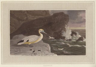 Item nr. 150888 Gannet. Interesting Selections from Animated Nature. William Daniell