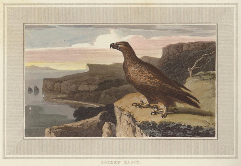 Item nr. 150895 Golden Eagle. Interesting Selections from Animated Nature. William Daniell.