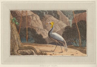 Item nr. 150905 Numidian Crane. Interesting Selections from Animated Nature. William Daniell