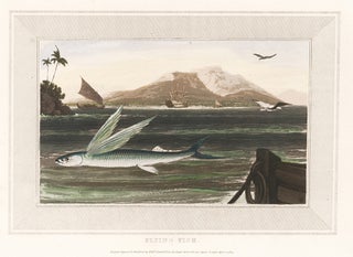 Item nr. 150906 Flying Fish. Interesting Selections from Animated Nature. William Daniell