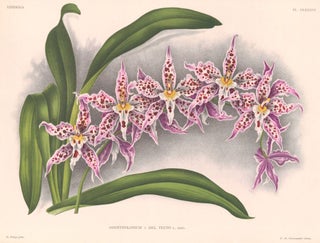 Item nr. 151012 Odontoglossum. Lindenia iconographie des Orchidees. Jean Jules Linden
