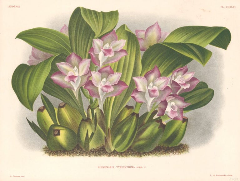 Item nr. 151014 Bifrenaria Tyrianthina. Lindenia Iconographie des Orchidees. Jean Jules Linden.