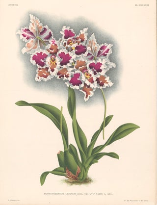 Item nr. 151016 Odontoglossum Crispum. Lindenia iconographie des Orchidees. Jean Jules Linden