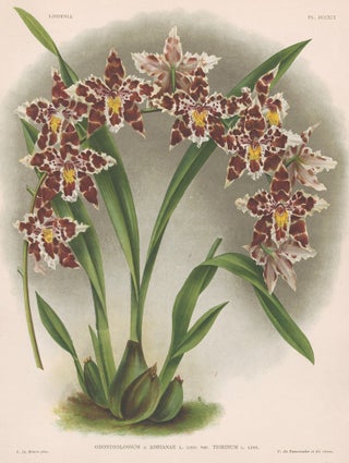 Item nr. 151017 Odontoglossum. Lindenia iconographie des Orchidees. Jean Jules Linden