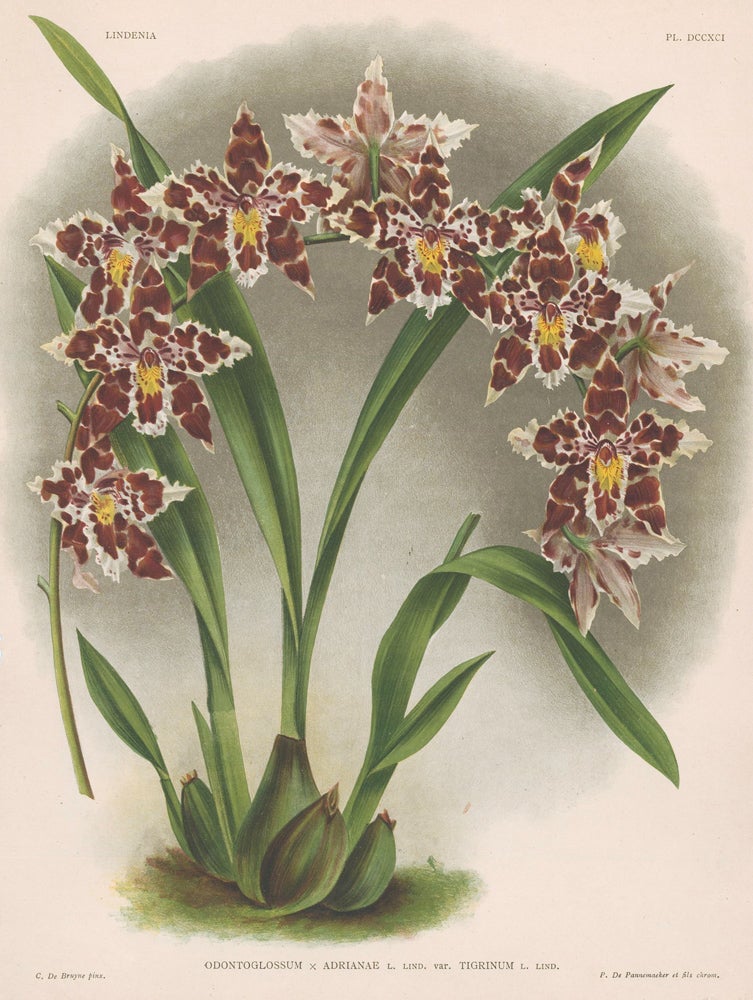 Item nr. 151017 Odontoglossum. Lindenia iconographie des Orchidees. Jean Jules Linden.