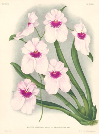 Item nr. 151018 Miltonia Vexillaria. Lindenia iconographie des Orchidees. Jean Jules Linden