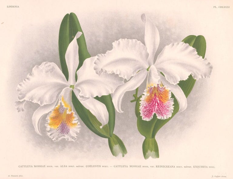 Item nr. 151019 Cattleya Mossiae. Lindenia iconographie des Orchidees. Jean Jules Linden.