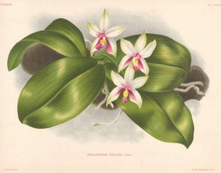 Item nr. 151020 Phalaenopsis Violacea. Lindenia iconographie des Orchidees. Jean Jules Linden